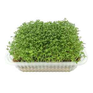 микрозелень кресс салат